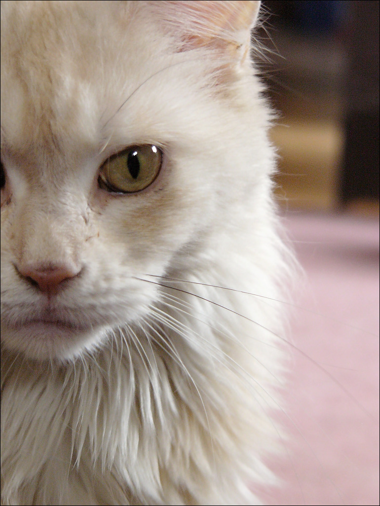 Pinky 06.jpg