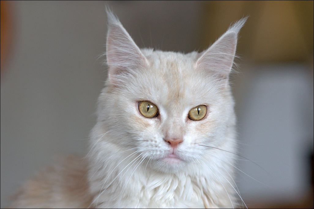 Pinky 01.jpg