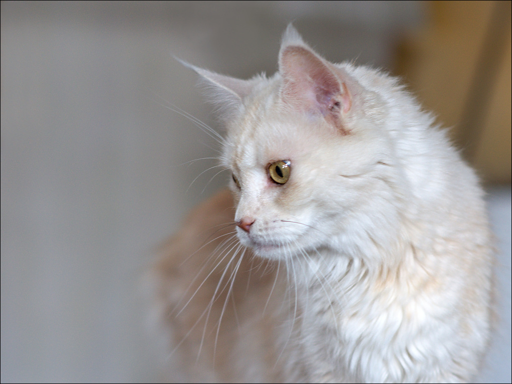 Pinky 05.jpg