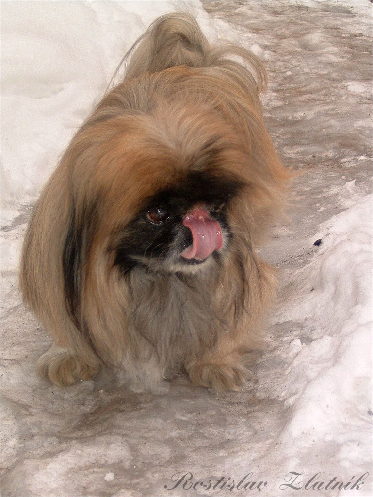 Andy von Varhol 001.jpg
